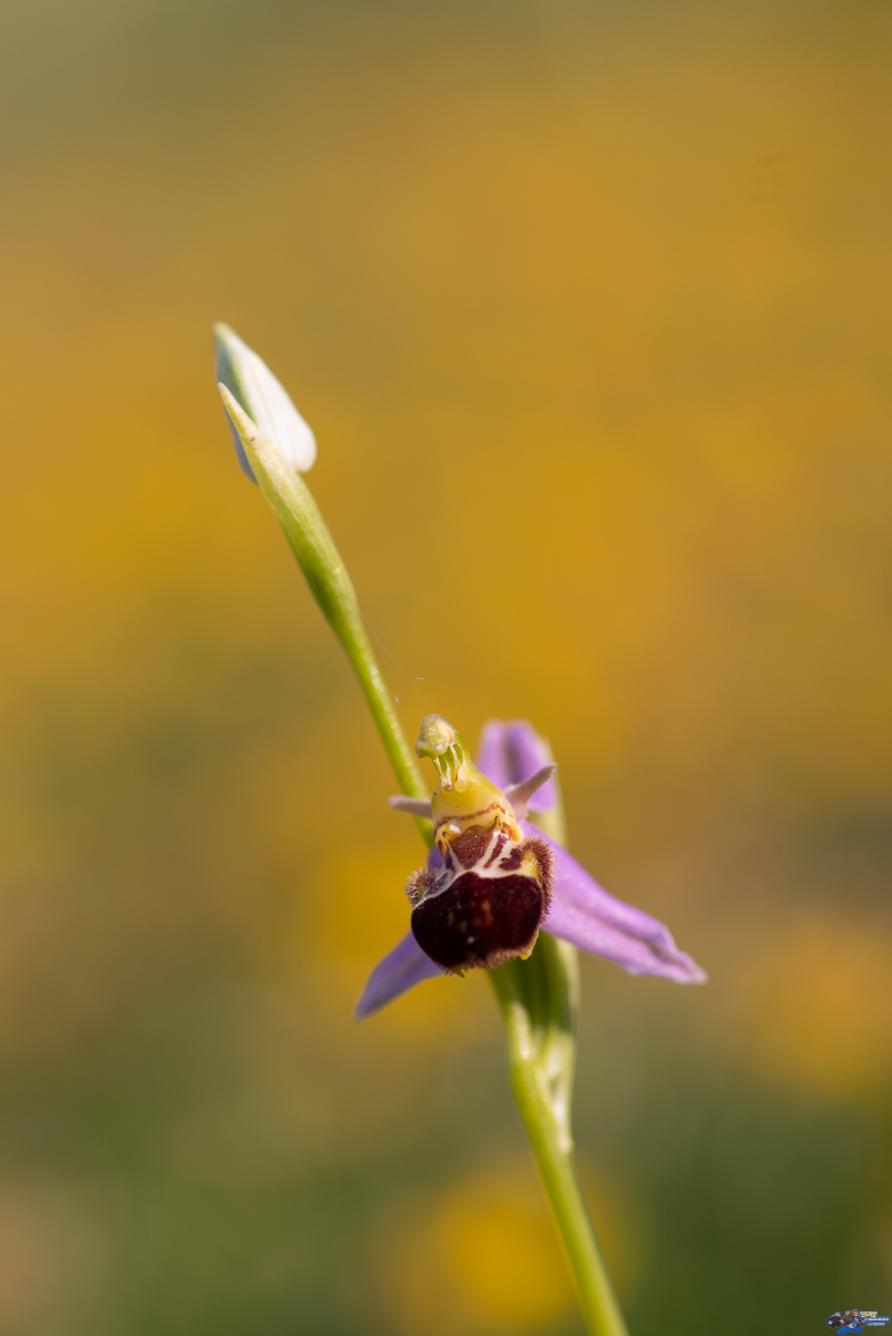  Ophrys abeille (apifera)  _IMG2957