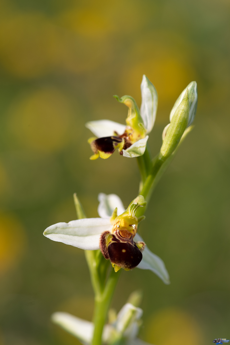  Ophrys abeille (apifera)  _IMG2961