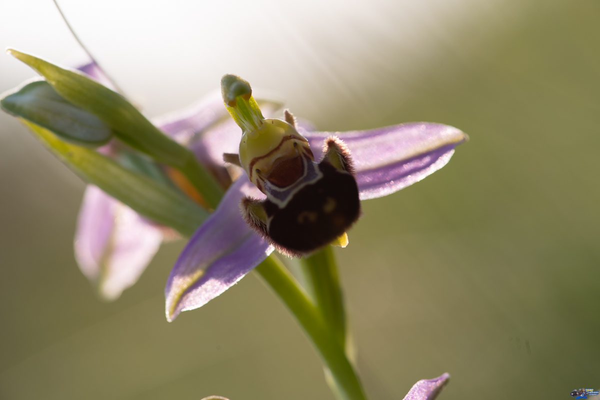  Ophrys abeille (apifera)  _IMG2989