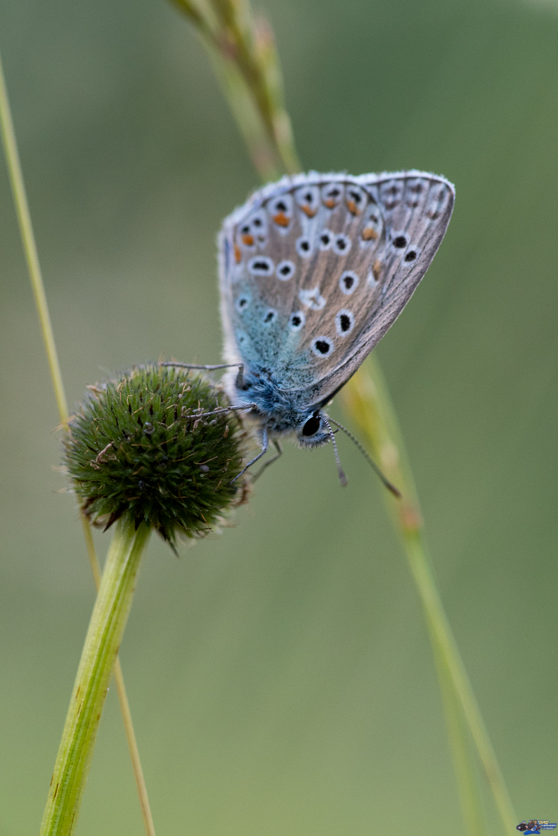  Azuré commun  _IMG2999