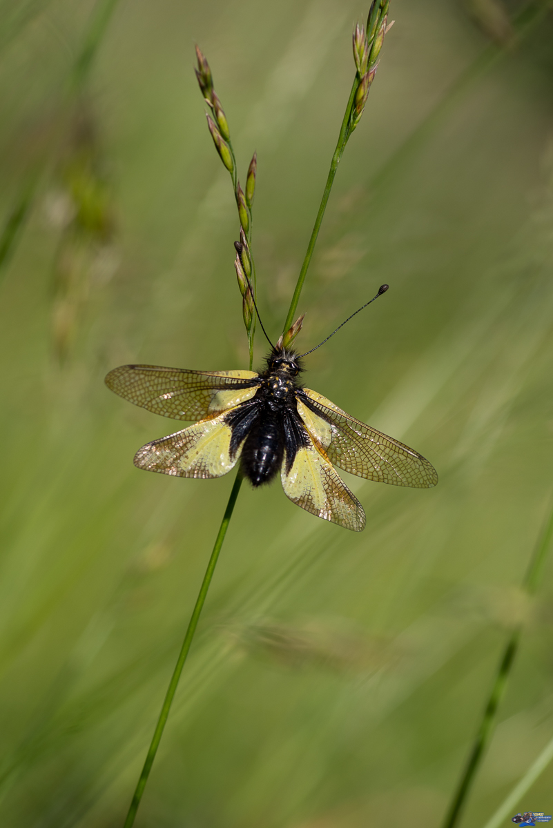  Ascalaphe, ascalaphidae  _IMG3275