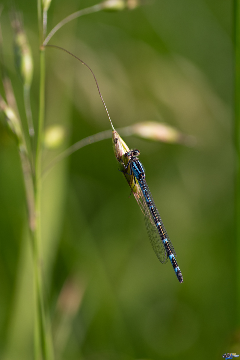  Agrion mignon  _IMG3314