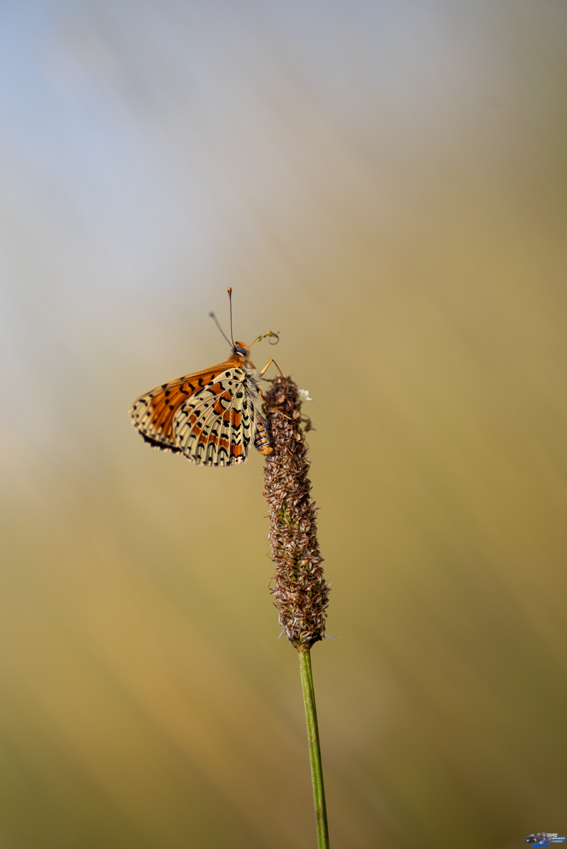  Mélité du planatin  _IMG3339