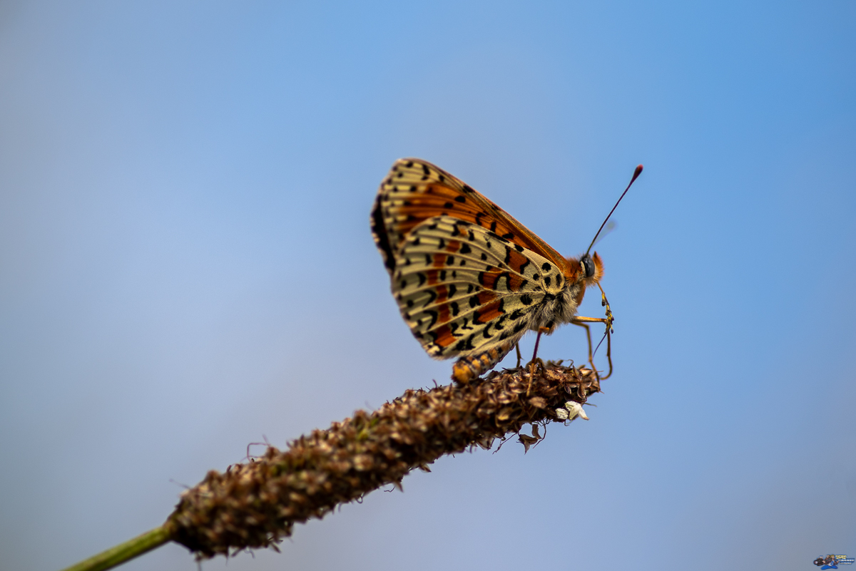  Mélité du planatin  _IMG3351