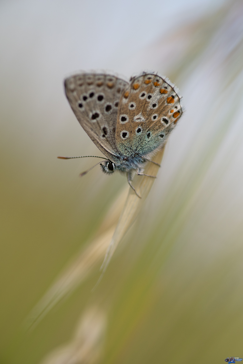  Azuré commun  _IMG3386