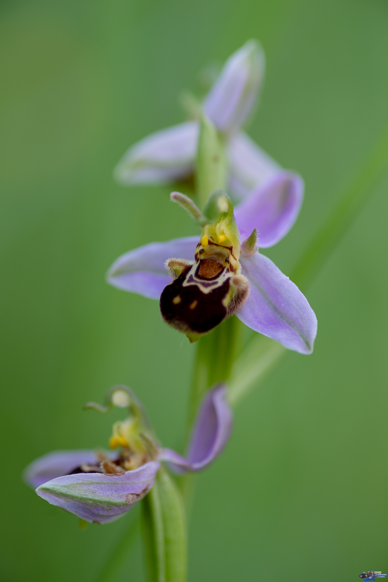  Ophrys abeille (apifera)  _IMG3395