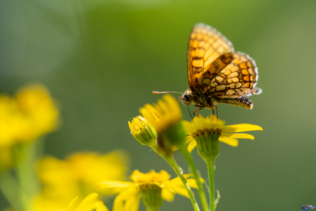  Azuré commun  _IMG3409