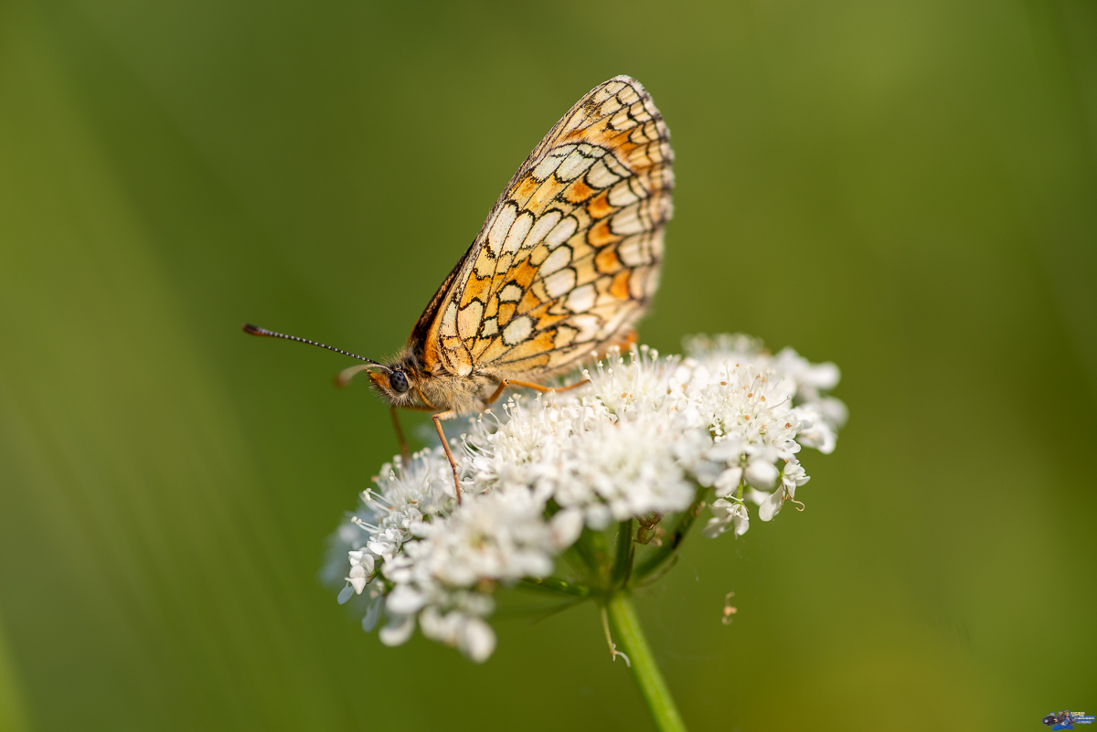  Azuré commun  _IMG3434