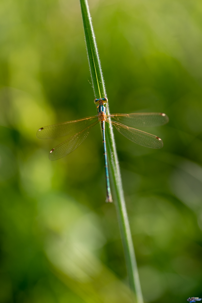  leste barbare  _IMG3449