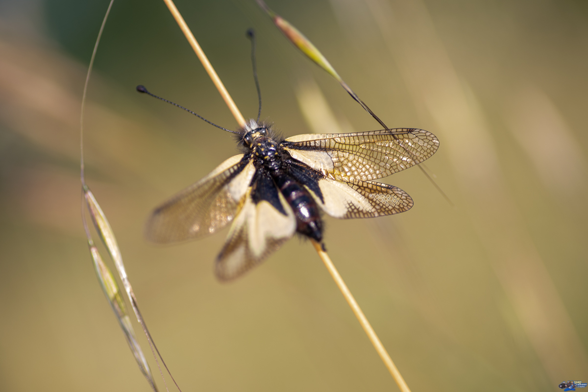  ascalaphe, ascalaphidae  _IMG3642