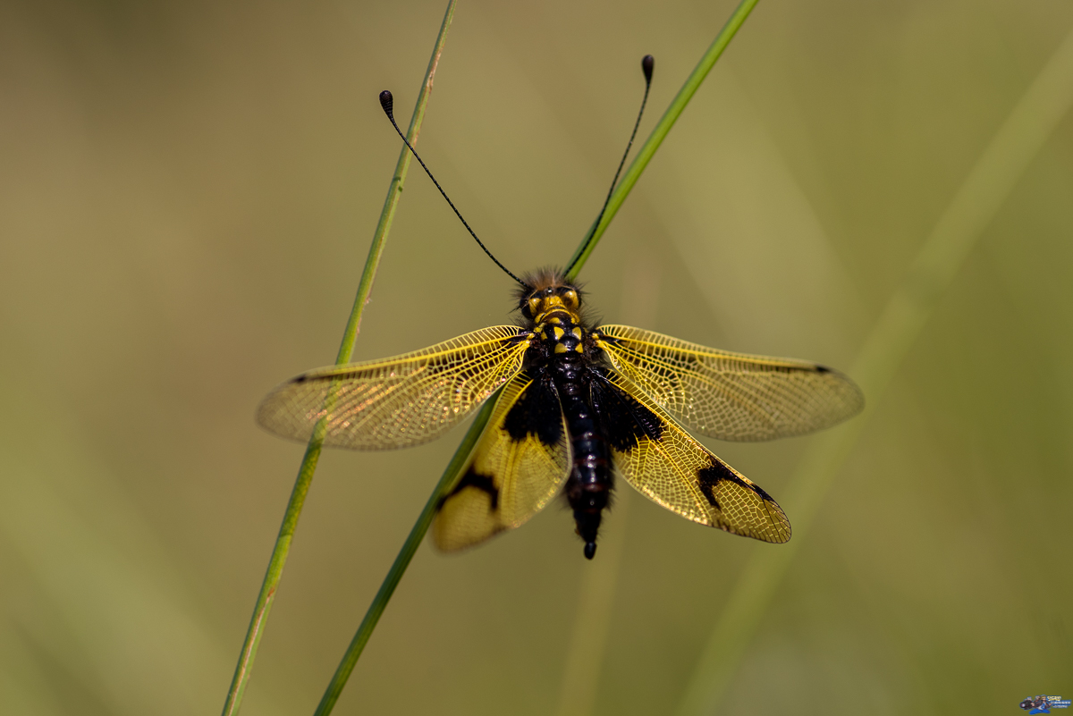  Ascalaphe, ascalaphidae  _IMG3698