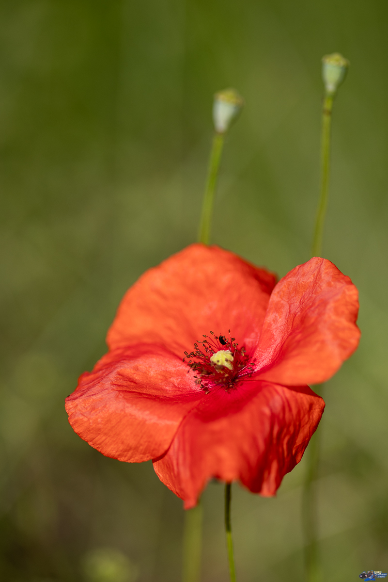  Coquelicot  _IMG3703