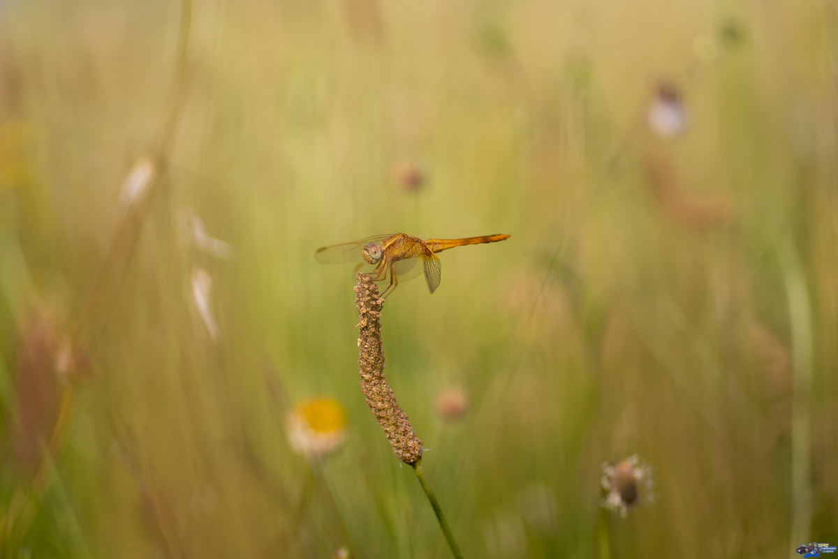  Crocothémis écarlate  _IMG3709