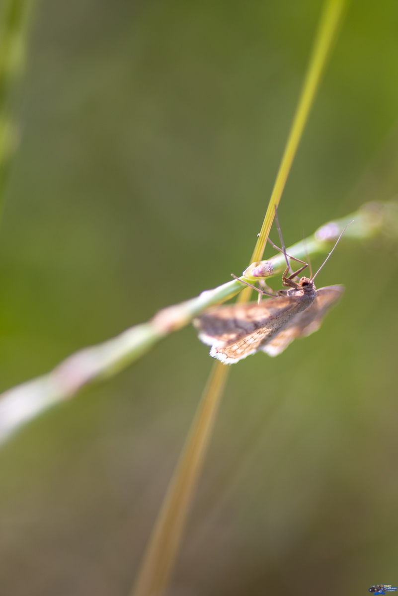  Pteroph blanc  _IMG3837